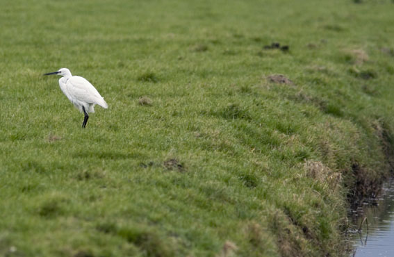 Kleinezilverreiger050207